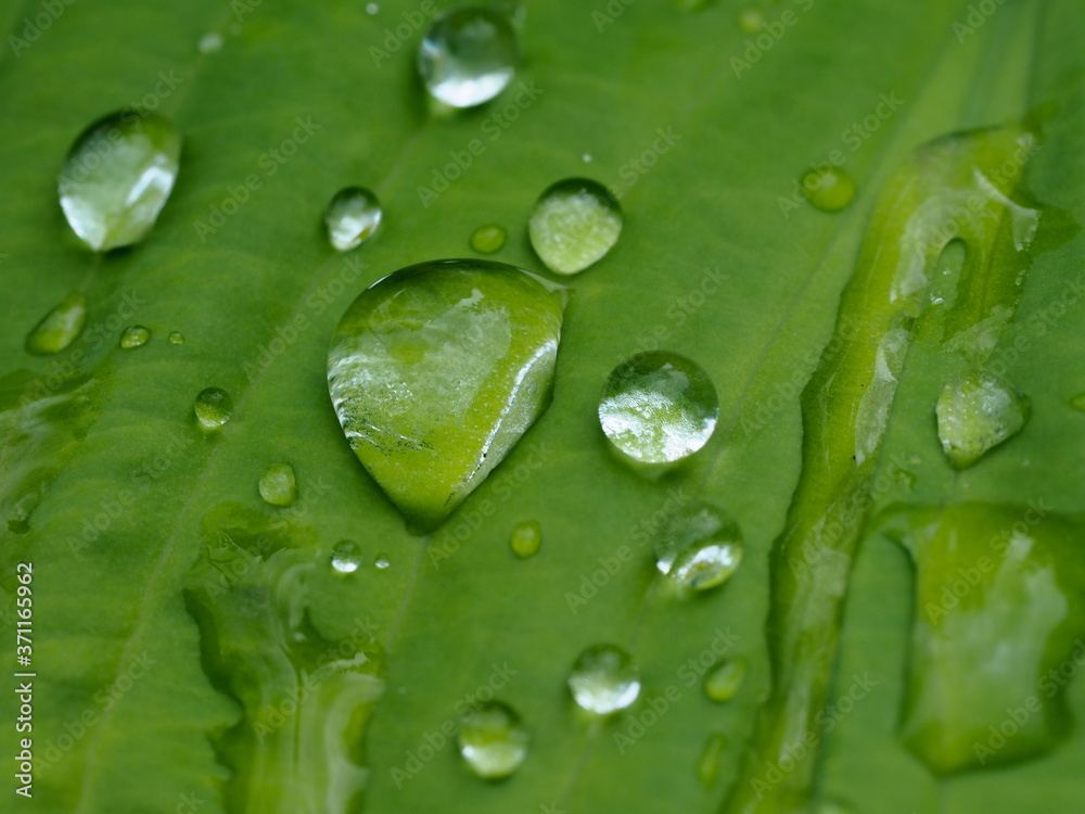 dew drops on green leaf close-up