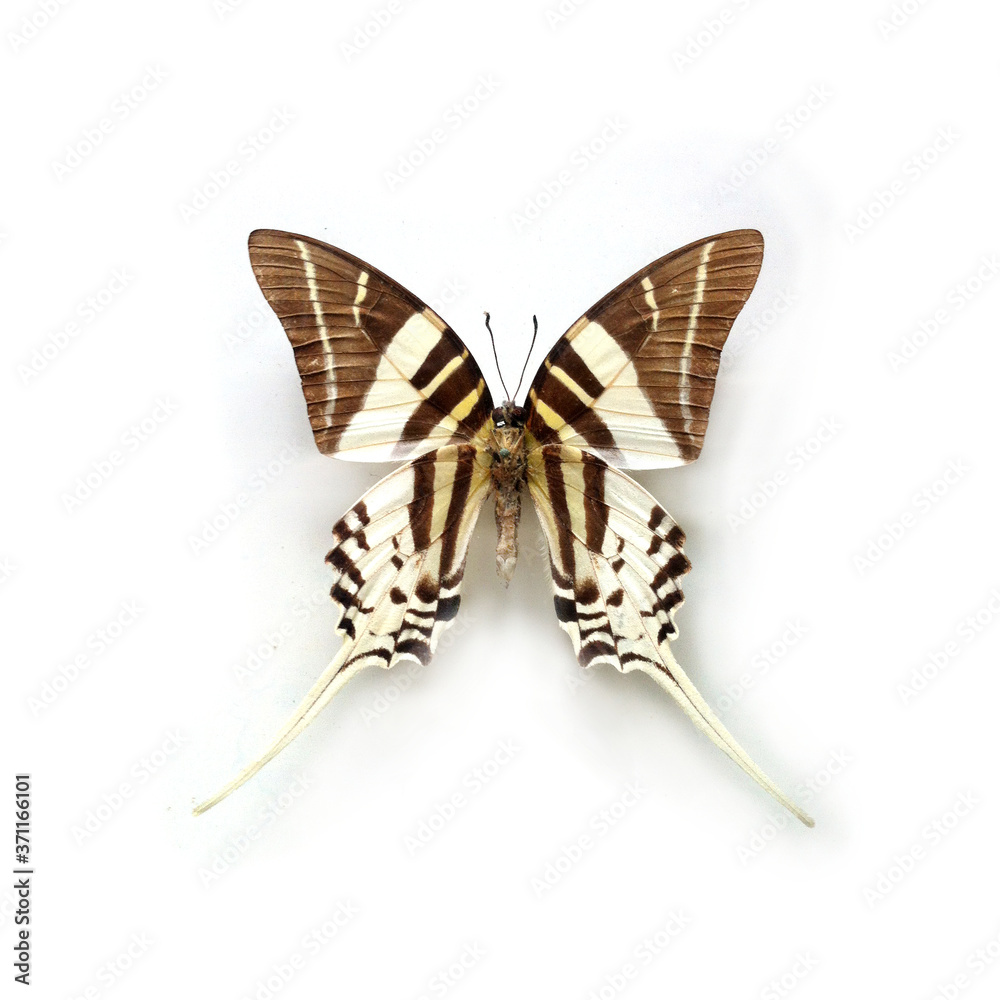 Obraz premium Butterfly Graphium Androcles Sulawesi Indonesia