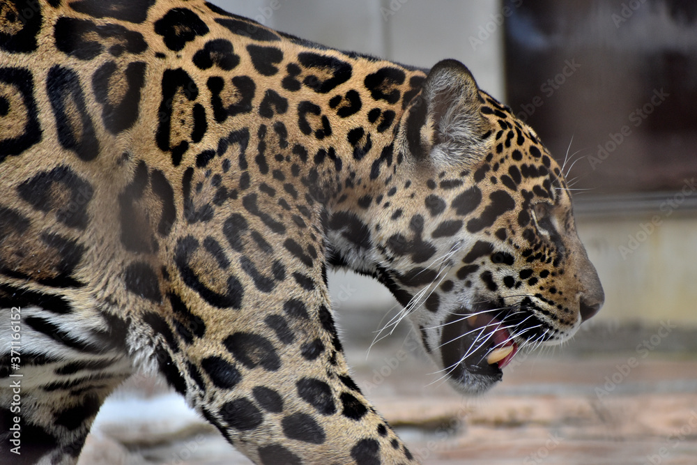 Naklejka premium ジャガー