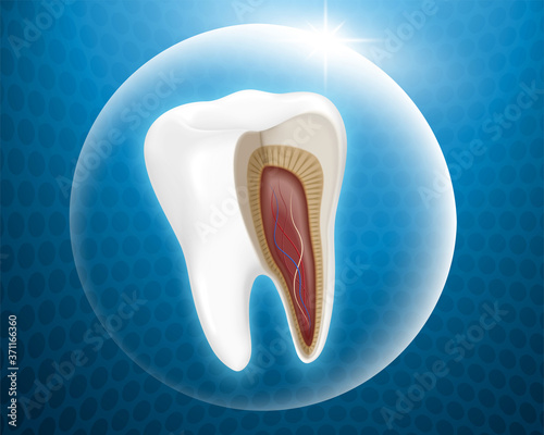 Tooth anatomy in protective bubble