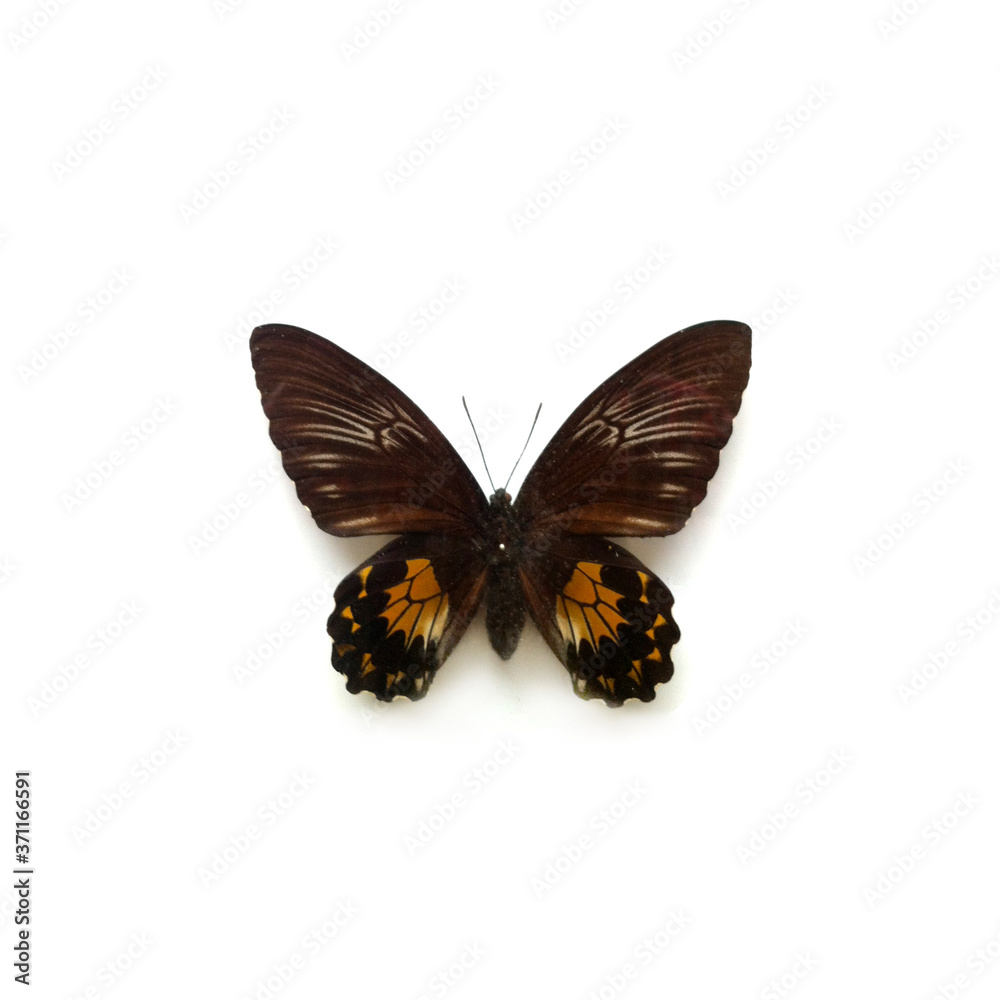 Obraz premium Butterfly Troides Female