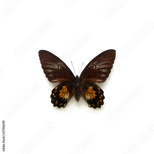 Butterfly Troides Female
