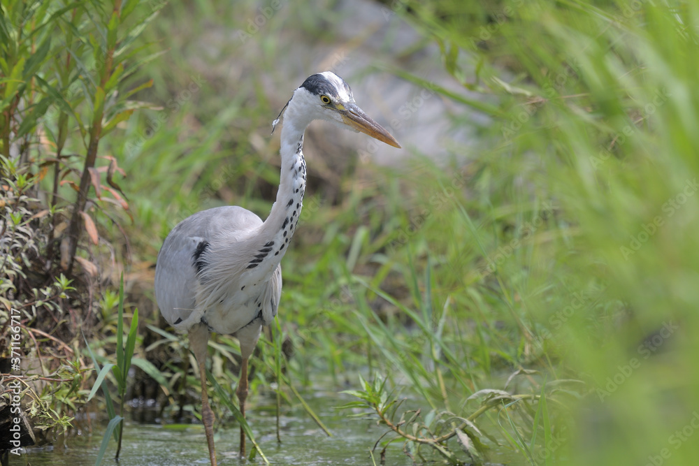 Fototapeta premium Wild birds on the waterside, blue heron