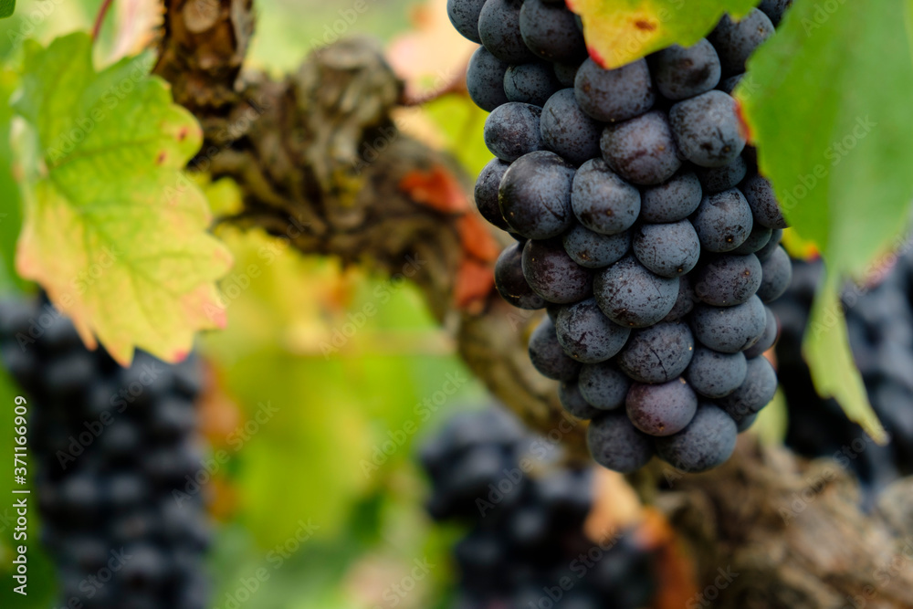 uva callet, viña des pou de Sa Carrera, Celler Mesquida-Mora, Porreres, Mallorca, balearic islands, Spain