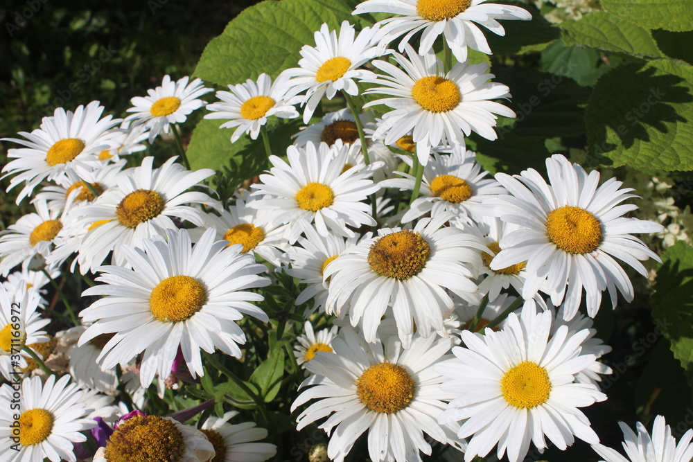 Fototapeta premium daisies in a garden