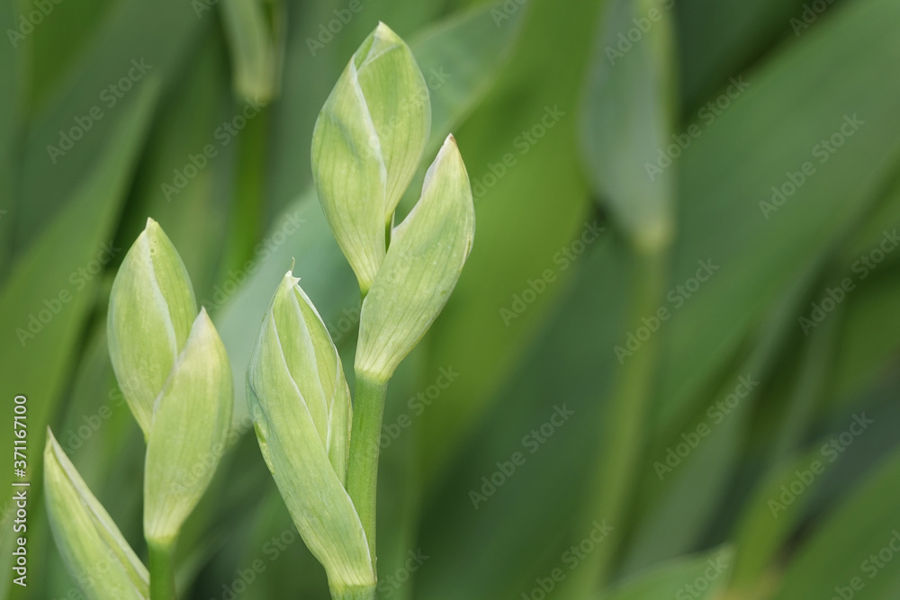 Unblown flowers in green buds Unblown flowers in green buds