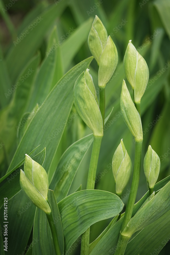 Unblown flowers in green buds Unblown flowers in green buds