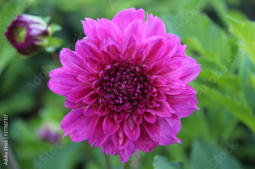 pink dahlia flower closeup