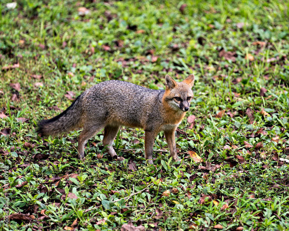 Grey fox animal Stock Photo.  Grey fox animal walking in a field, displaying fur, body, head, ears, eyes, nose, bushy tail in its surrounding and environment with a surrounded green foliage.