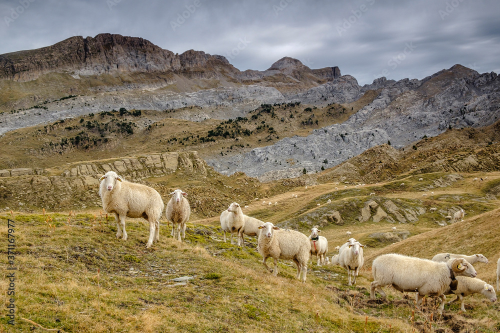Fototapeta premium rebaño de ovejas, Linza, Parque natural de los Valles Occidentales, Huesca, cordillera de los pirineos, Spain, Europe