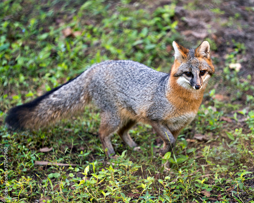 Grey fox animal Stock Photo.  Grey fox walking in a field, displaying grey fur, head, ears, eyes, nose, bushy tail with a blur background in its habitat and environment looking at the camera. Picture. ©  Aline