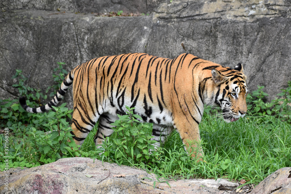 Naklejka premium アムールトラ