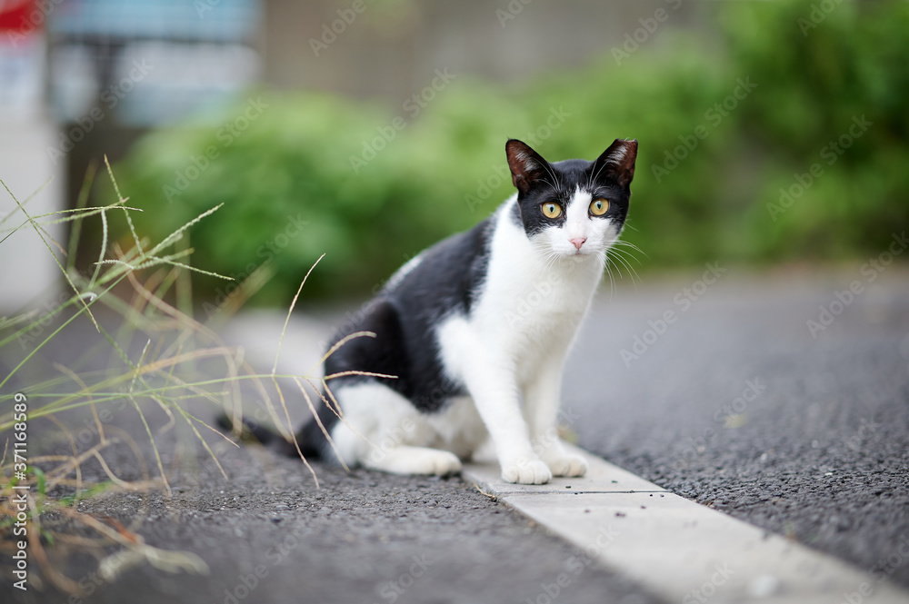 道路の上に座っている白黒猫