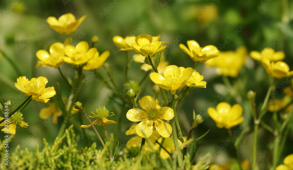 Night Blindness or Niktalopia Flowers Night Blindness or Niktalopia Flowers