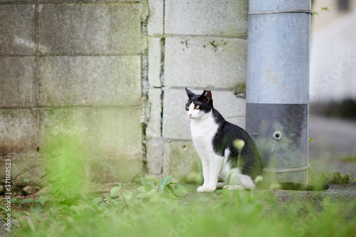 壁の隣に座っている白黒猫