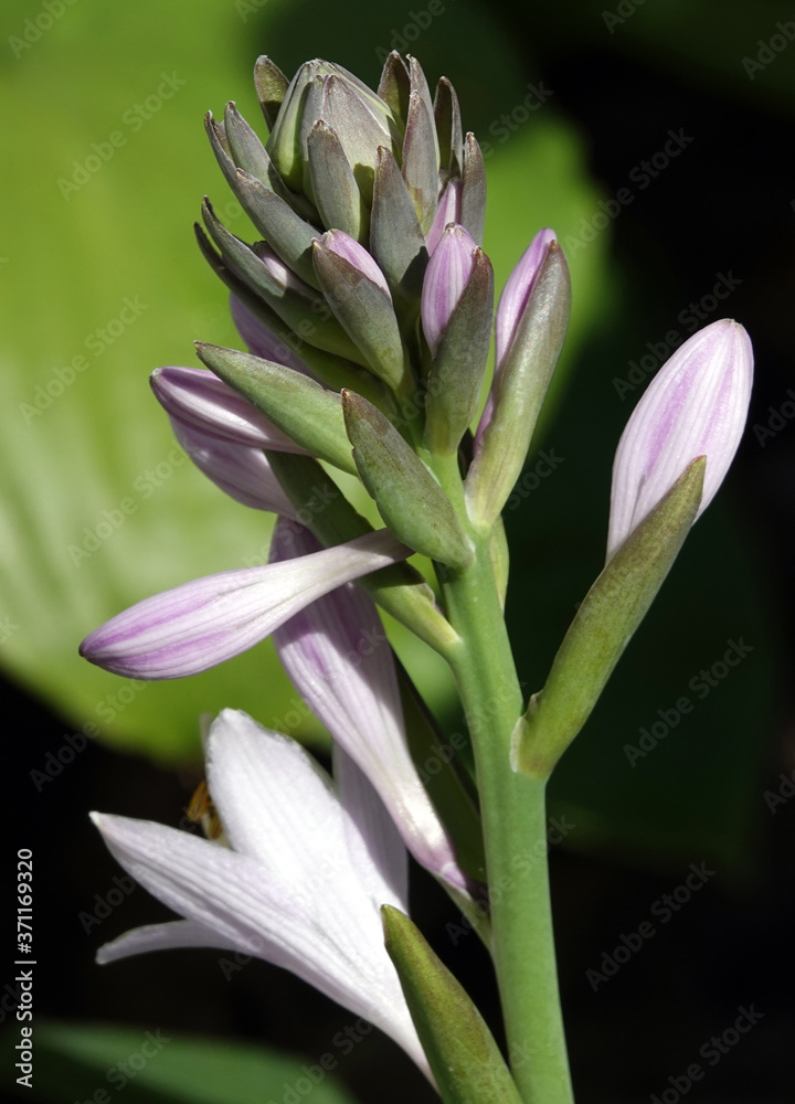 Obraz premium Lily flower