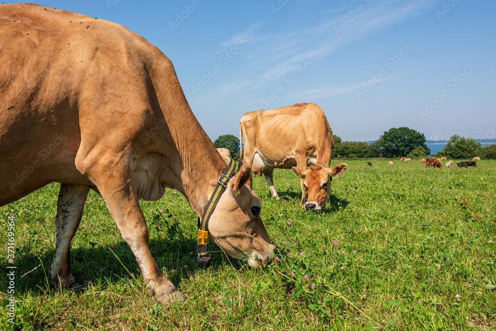 Jersey Milchrinder auf der Weide des Versuchsgutes Lindhof der Universität Kiel an der Eckernförder Bucht Jersey Milchrinder auf der Weide des Versuchsgutes Lindhof der Universität Kiel an der Eckernförder Bucht