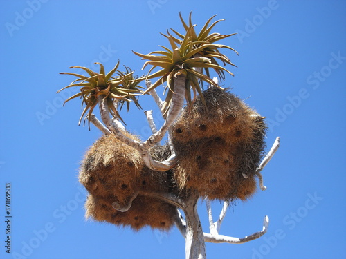 Big bird's nest hanging in a tree in Africa