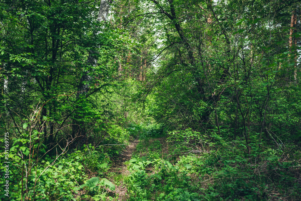 Thickets in dense forest. Scenic view with contrasts of deep forest. Beautiful woody landscape surrounded by many trees and lush vegetation. Forest scenery with rich flora. Atmospheric woodland. Thickets in dense forest. Scenic view with contrasts of deep forest. Beautiful woody landscape surrounded by many trees and lush vegetation. Forest scenery with rich flora. Atmospheric woodland.