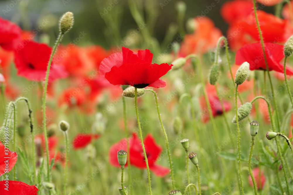 Fototapeta premium Poppy flower with red petals