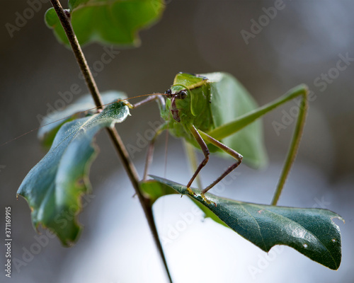 Katydid Insect Stock Photos.  Katydid insect on a branch tree with a blur background in its habitat and environment. Picture. Portrait. Image.