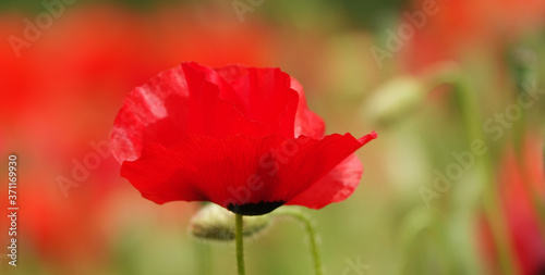 Poppy flower with red petals