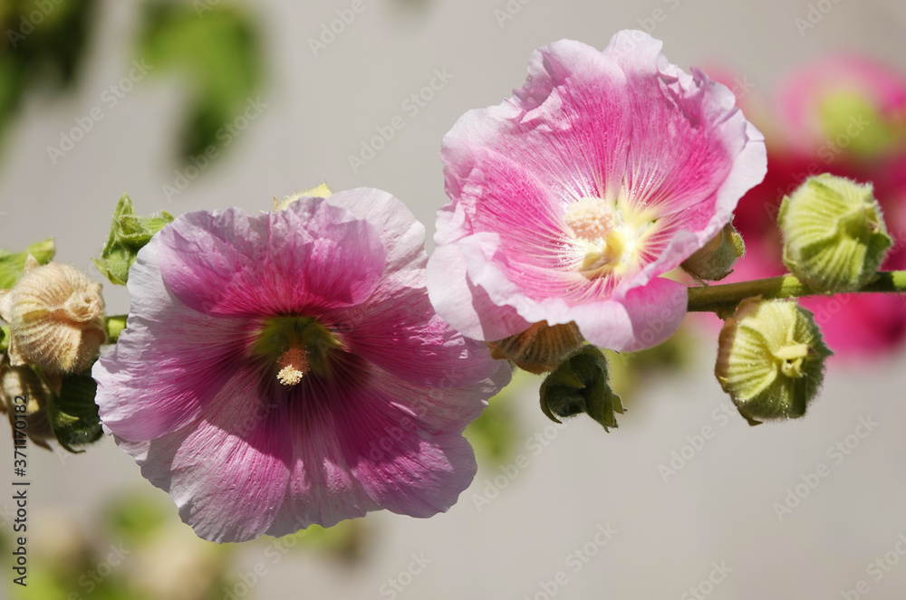 Obraz premium Mallow flower