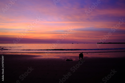 Dog at the beach for its daily walk at sunset time, blue hour. Boats at the horizon. Amazing vivid blue and purple colors, no filters. Fannie bay, Darwin, Northern Territory NT, Australia, Oceania