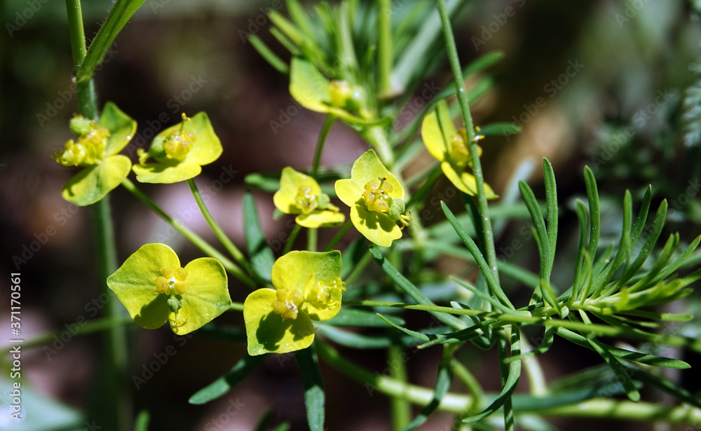 Euphorbia flowers Euphorbia flowers