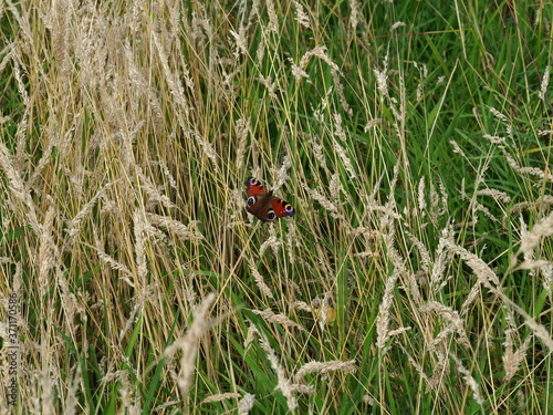 peacock butterfly in tall grasses