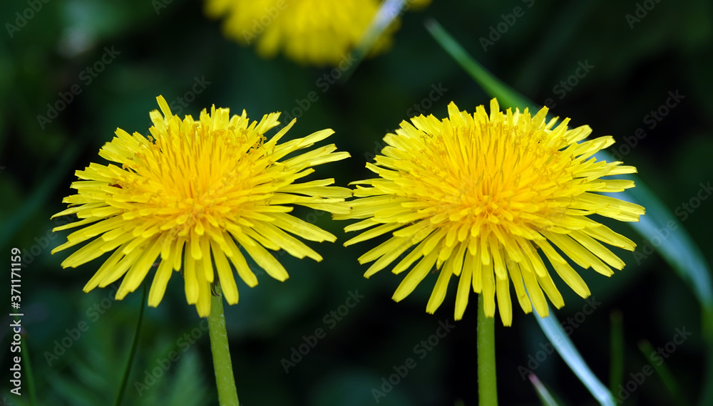 Yellow flowers dandelions - nature of Ukraine Yellow flowers dandelions - nature of Ukraine