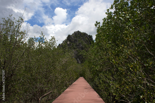 Pathway leading to the mountain with forest on the left and right.