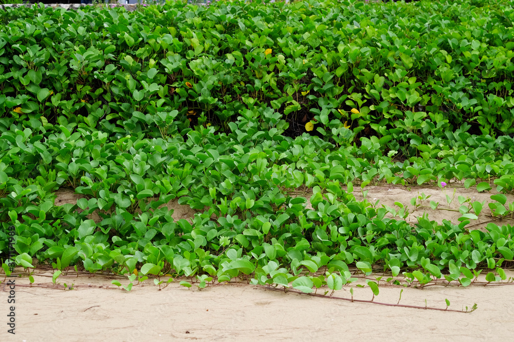 green leaf of Beach morning glory ( Ipomoea pes-caprae ) on the beach green leaf of Beach morning glory ( Ipomoea pes-caprae ) on the beach