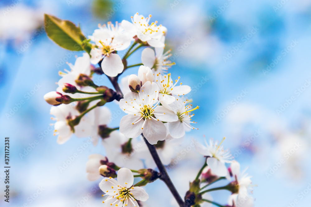 branch of a plum blossom with white flowers against a blue sky branch of a plum blossom with white flowers against a blue sky