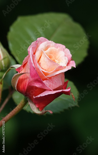 Rose flower