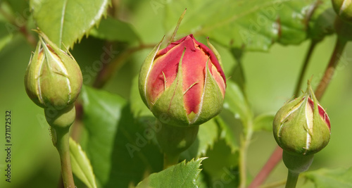 Rose flower photo