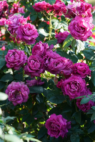 Light Purple Flower of Rose 'Intrigue' in Full Bloom
