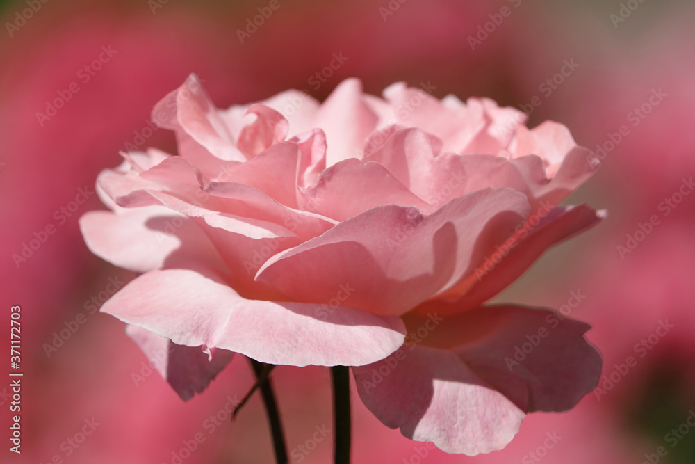 Rose flower Rose flower