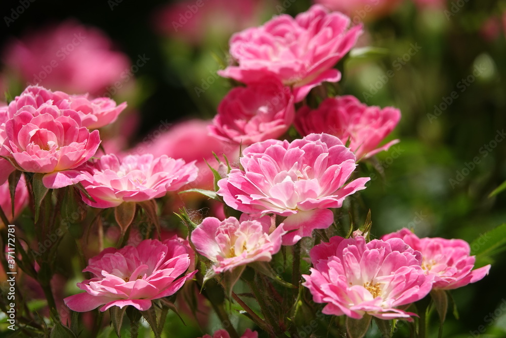 Rose flower Rose flower