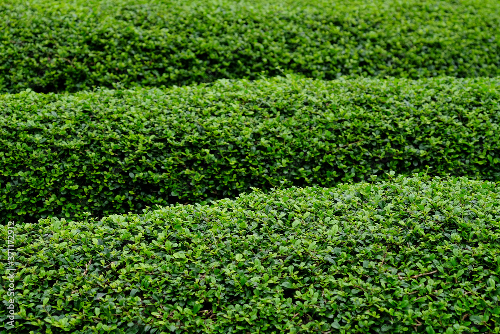 green bush in garden, Fukien Tea ( Carmona retusa (Vahl) Masam. ) green bush in garden, Fukien Tea ( Carmona retusa (Vahl) Masam. )