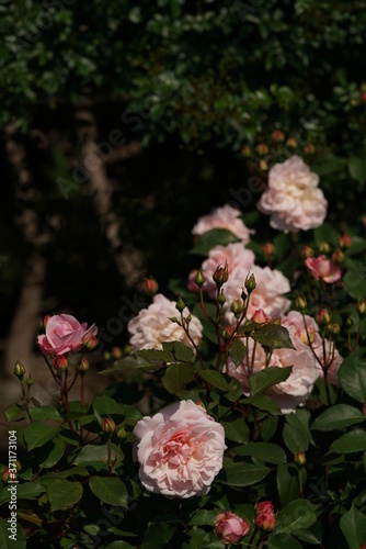Light Pink Flower of Rose 'Irene Watts' in Full Bloom
