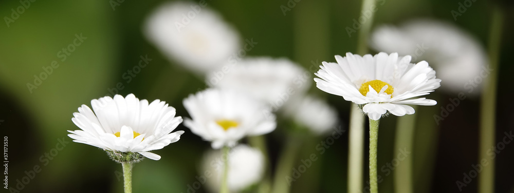 Fototapeta premium Daisy flowers