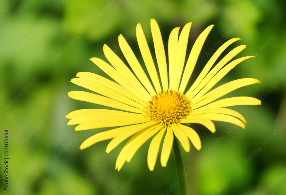 Obraz premium Yellow Flowers Daisies