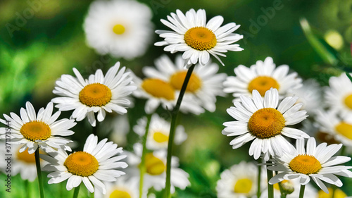 Chamomile Flowers