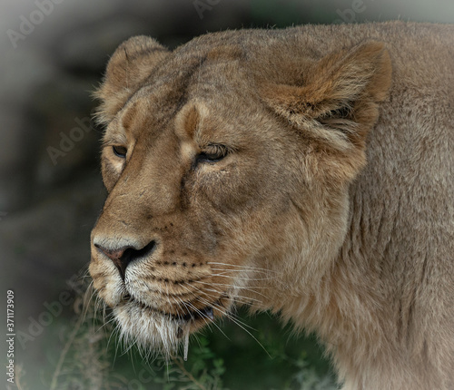 Fototapeta Naklejka Na Ścianę i Meble -  portrait of a lion