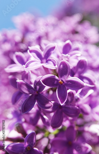 Lilac blooms in clusters of flowers in spring