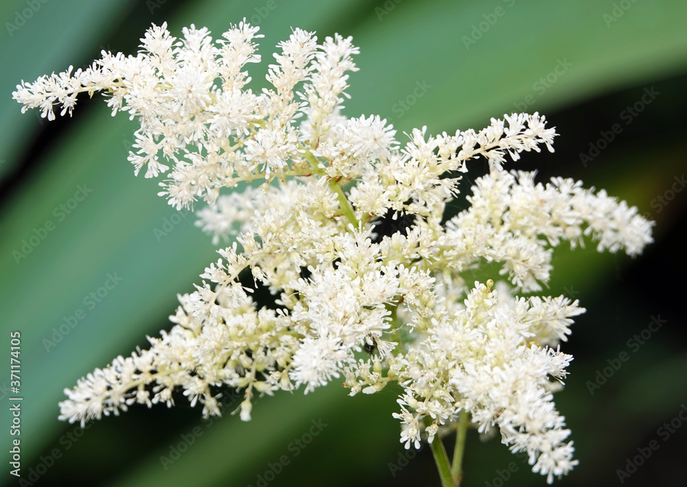 Flowering tree lilac net