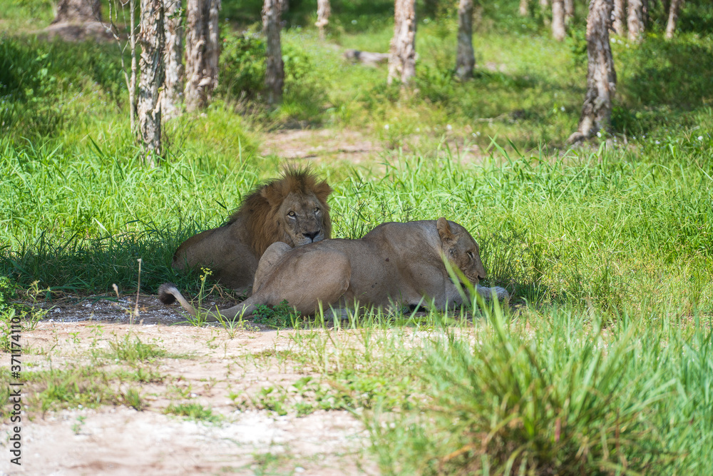 A big white lion in nature. Wild african animals A big white lion in nature. Wild african animals