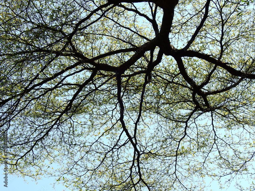 branch of tree at spring with blue sky branch of tree at spring with blue sky