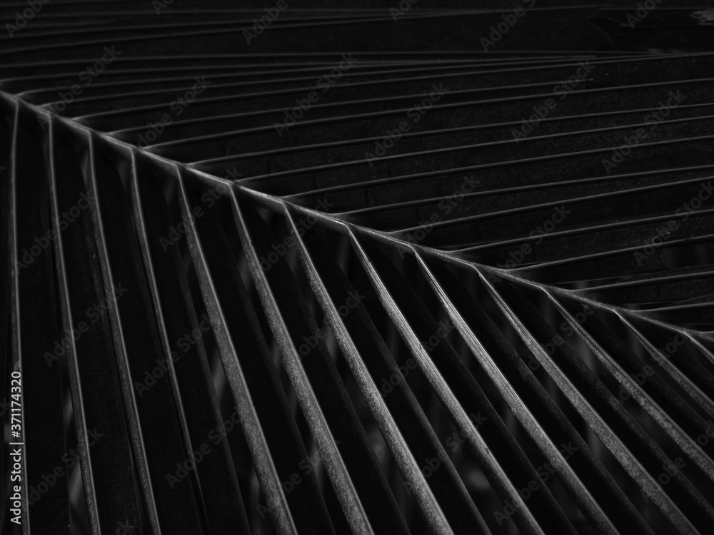 black and white coconut leaf with light and shadow black and white coconut leaf with light and shadow